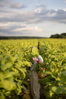 Woman as a farm worker manually gathers tobacco leaves on plantation in the field early in the morning. Concept of agriculture of tobacco growing