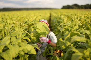 Woman as a farm worker manually gathers tobacco leaves on plantation in the field early in the morning. Concept of agriculture of tobacco growing