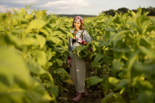 Woman as a farm worker manually gathers tobacco leaves on plantation in the field early in the morning. Concept of agriculture of tobacco growing