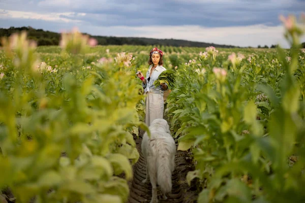 農場労働者としての女性は 早朝に犬と一緒に畑のプランテーションにタバコの葉を手動で収集します タバコ栽培の概念 — ストック写真