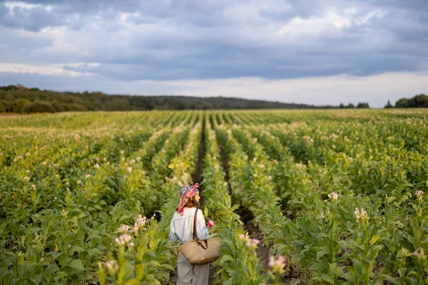 Landscape of tobacco field and woman walks between the rows under the cloudy sky in the morning. Farmer gathers tobacco leaves