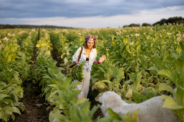 Die Frau Als Landarbeiterin Sammelt Morgens Mit Ihrem Hund Tabakblätter — Stockfoto