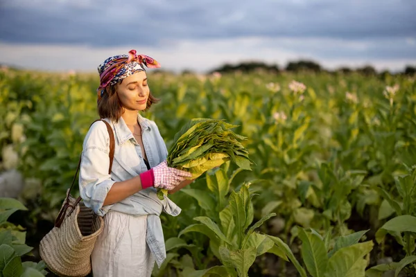 Portrait Young Female Farm Worker Pile Collected Tobacco Leaves Field — Stockfoto