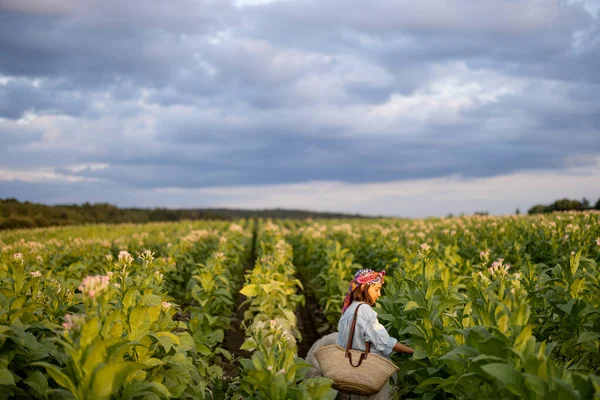 Landscape Tobacco Field Woman Walks Rows Cloudy Sky Morning Farmer — Stockfoto