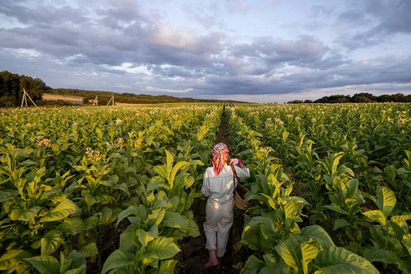 Landscape Tobacco Field Woman Walks Rows Cloudy Sky Morning Farmer — Stock fotografie