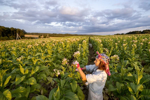 Woman Cuts Tobacco Blooms Working Tobacco Plantation Field Morning Concept — Photo