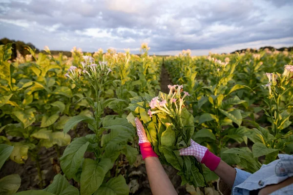 Woman Cuts Tobacco Blooms Working Tobacco Plantation Field Morning Concept — Stockfoto