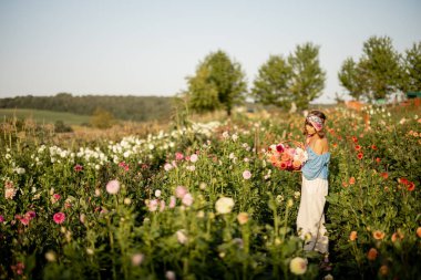 Woman as a farmer carries freshly picked up colorful dahlias, walking between flower rows on farm at countryside. Wide view on flower field