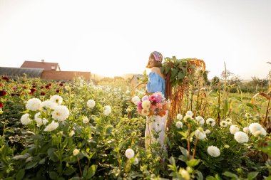 Woman carries lots of freshly picked up flowers on rural farm during sunset. Colorful dahlias and lush amaranth flowers on womans shoulder