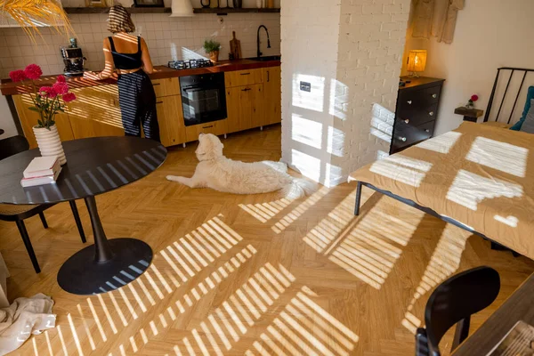 Interior Stylish Sunny Studio Apartment Bedroom Kitchen Woman Dog Spending — Stock Photo, Image