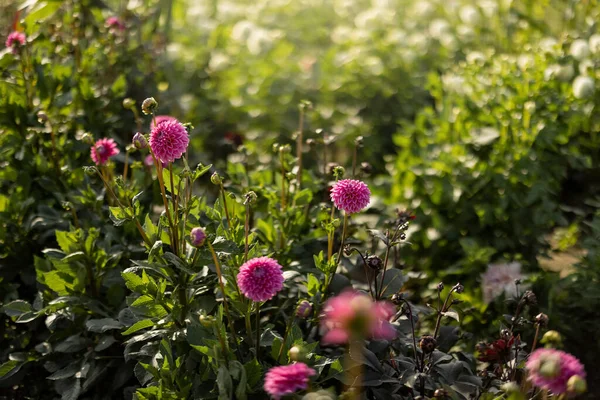 Dahlia Flowers Growing Outdoors Garden — Photo