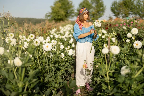 Mujer Recoger Flores Dalia Mientras Trabaja Granja Flores Rurales Puesta — Foto de Stock
