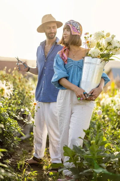 Beautiful Young Couple Farm Workers Pick Dahlia Flowers Rural Farm — 스톡 사진