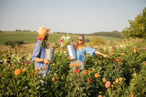 Man Woman Pick Dahlia Flowers While Working Rural Flower Farm — Stockfoto