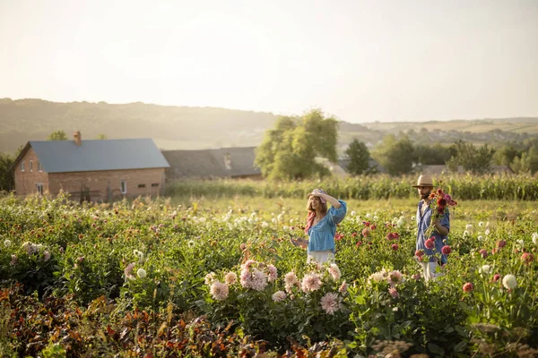 Man Vrouw Halen Dahlia Bloemen Tijdens Hun Werk Landelijke Bloemenboerderij — Stockfoto