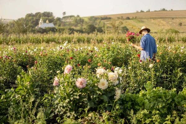 Çiftçi Gün Batımında Çiçek Tarlasında Taze Toplanmış Yıldız Çiçekleriyle Yürüyor — Stok fotoğraf