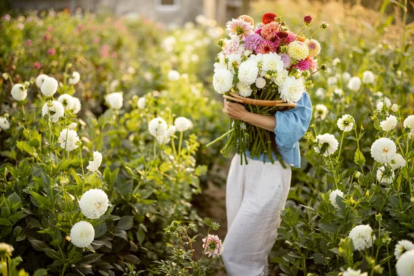 Portrait Woman Lots Freshly Picked Colorful Dahlias Lush Amaranth Flower — Stockfoto