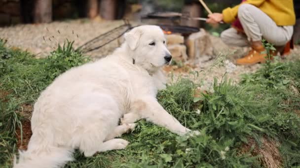 キャンプ場の暖炉のそばでリラックスして寝そべっている愛らしい白い犬 マレマノ アブルーゼ シープドッグ — ストック動画