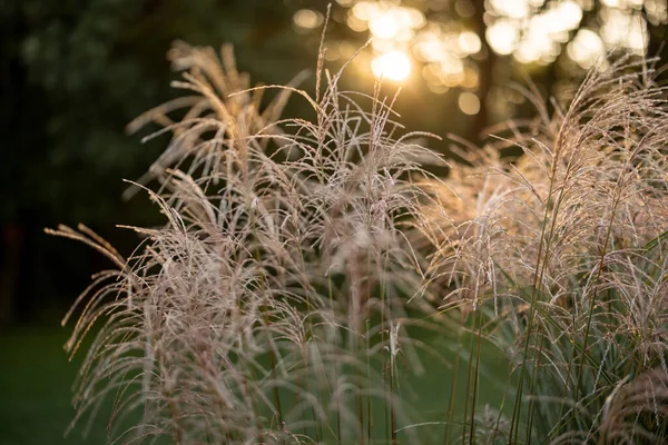 Gros Plan Floraison Herbe Miscanthus Lever Soleil — Photo