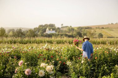 Çiftçi gün batımında çiçek tarlasında taze toplanmış yıldız çiçekleriyle yürüyor. Güzel kırsal alan