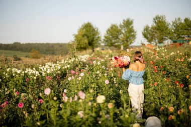 Woman as a farmer carries freshly picked up colorful dahlias, walking between flower rows on farm at countryside. Wide view on flower field