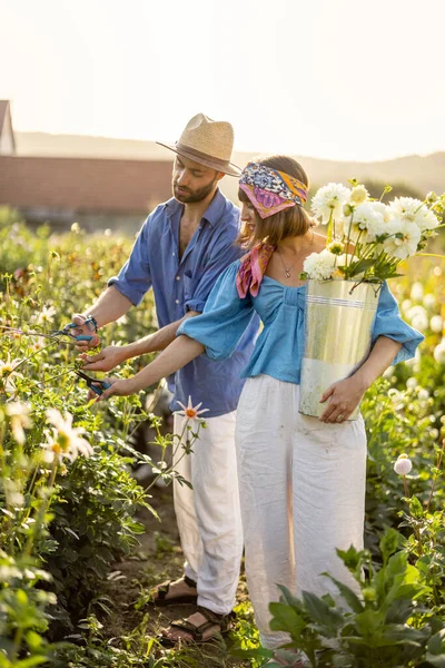 Man Woman Pick Dahlia Flowers While Working Rural Flower Farm — 스톡 사진