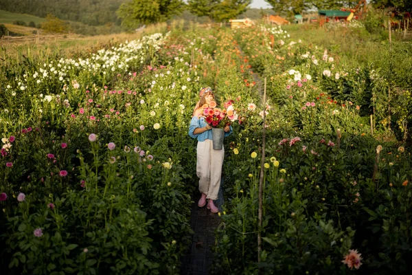 Woman Freshly Picked Colorful Dahlias Flower Farm Outdoors Wide View — Foto de Stock