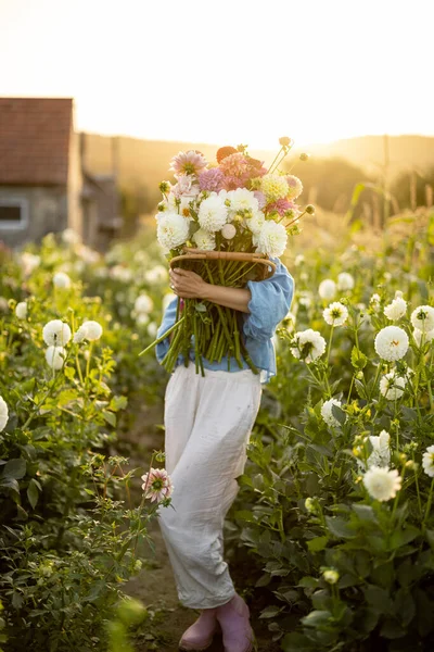 Portrait Woman Lots Freshly Picked Colorful Dahlias Lush Amaranth Flower — Stockfoto
