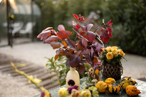 Vackra Höstväxter Och Blommor Gula Toner Vaser Bordet Bakgården — Stockfoto