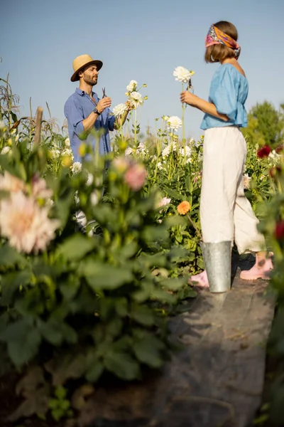 Man Woman Pick Dahlia Flowers While Working Rural Flower Farm —  Fotos de Stock
