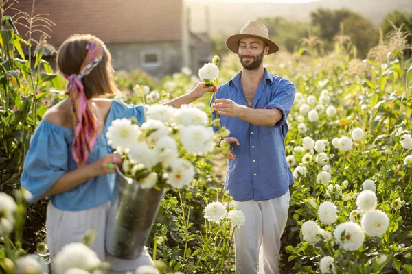 Hermosa Pareja Joven Trabajadores Agrícolas Recoger Flores Dalia Granja Rural — Foto de Stock