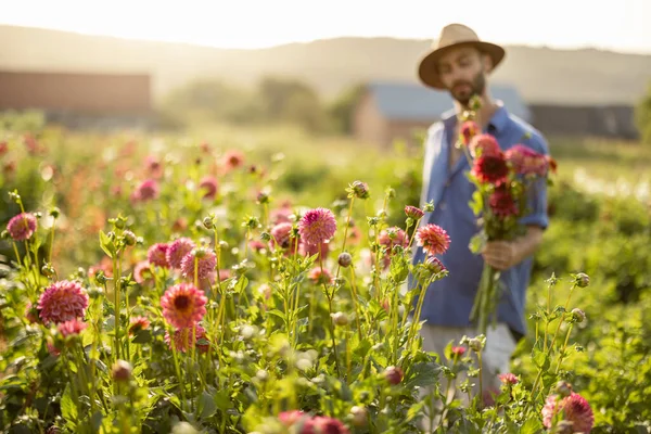 농부로서 달리아 정원에 뜰에는 농가가 — 스톡 사진