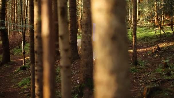 Mujer Pasea Con Perro Bosque Pinos Disfrutando Naturaleza Durante Las — Vídeos de Stock