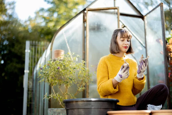 Mulher Plantando Bulbos Flores Jarros Argila Para Crescer Orangery Vidro — Fotografia de Stock