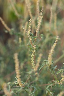 Ambrosia bitkisi çiçek açıyor. Sonbahar zamanı