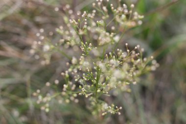 Sonbahar otlağında yabani bitkiler