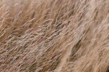 Sonbahar otlağında vahşi kuru otlar.