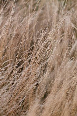 Sonbahar otlağında vahşi kuru otlar.