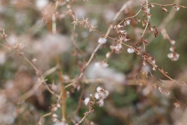 Sonbahar otlağında yabani bitkiler