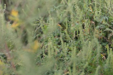 Ambrosia bitkisi çiçek açıyor. Sonbahar zamanı