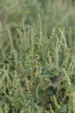 Ambrosia bitkisi çiçek açıyor. Sonbahar zamanı