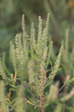 Ambrosia bitkisi çiçek açıyor. Sonbahar zamanı