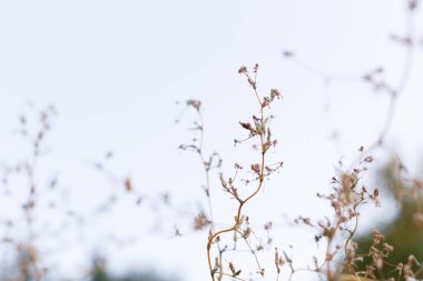 Sonbahar otlağında yabani bitkiler