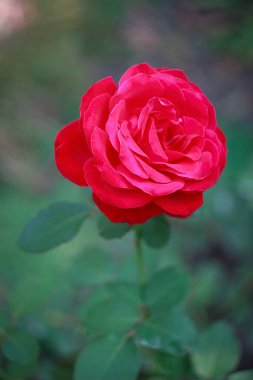 Gadren 'de kırmızı gül, yakın. Sonbahar zamanı.