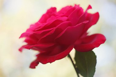 Gadren 'de kırmızı gül, yakın. Sonbahar zamanı.