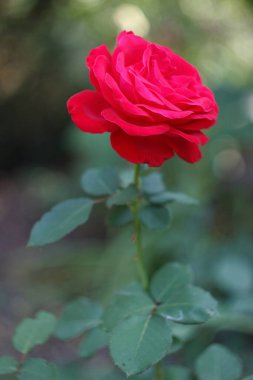 Gadren 'de kırmızı gül, yakın. Sonbahar zamanı.