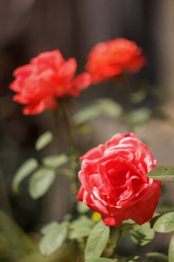 Sonbahar bahçesinde pembe güller açıyor.