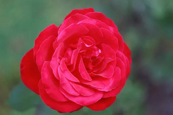 Rosa Vermelha Gadren Perto Hora Outono — Fotografia de Stock