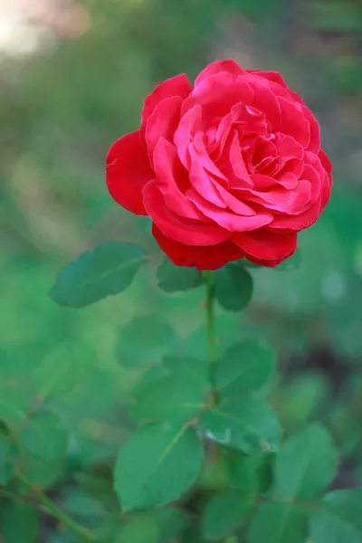 Czerwona Róża Gadrenie Blisko Czas Jesieni — Zdjęcie stockowe