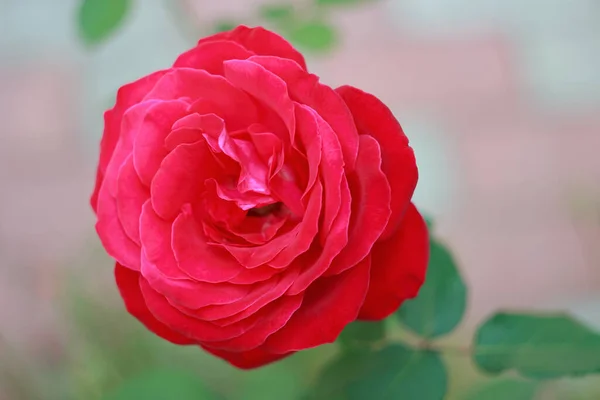 Rose Rouge Dans Gadren Proche Heure Automne — Photo